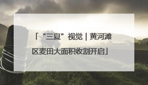 “三夏”视觉｜黄河滩区麦田大面积收割开启
